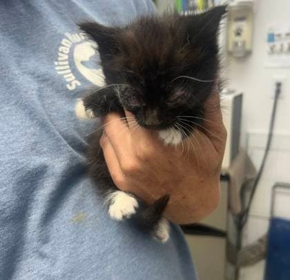 Sue Lee Foster - Domestic Short Hair