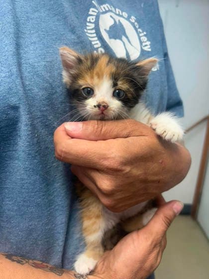 Sue Lee Foster - Domestic Short Hair