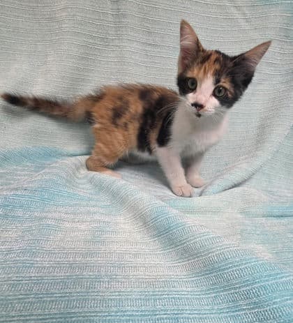 Sue Lee Foster - Domestic Short Hair