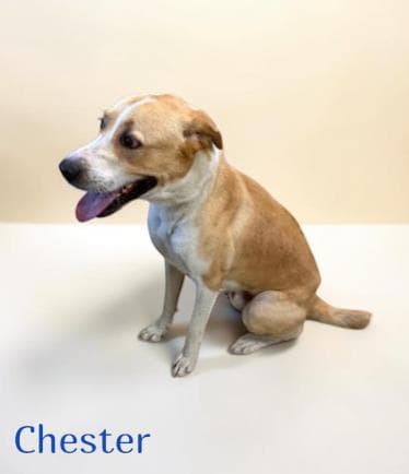 Chester - Labrador Retriever