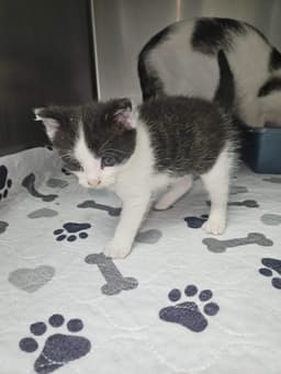 Oreo image 1