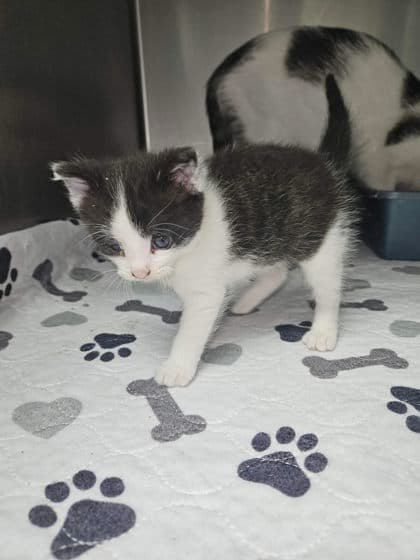 Oreo - Domestic Short Hair