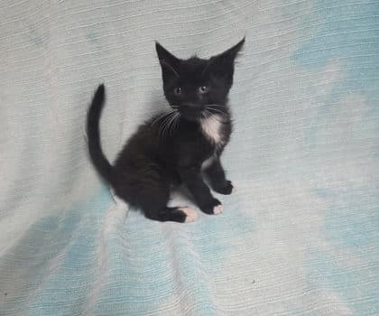 Apple - Domestic Short Hair