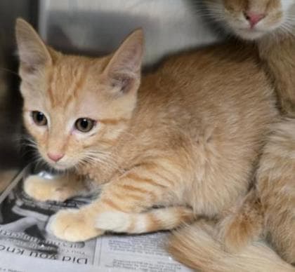 Cedar - Domestic Short Hair