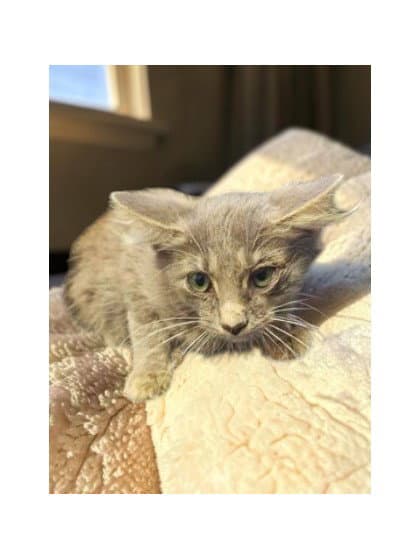 George - Domestic Medium Hair