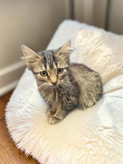 Lynn - Domestic Medium Hair