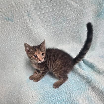 Mango - Domestic Medium Hair