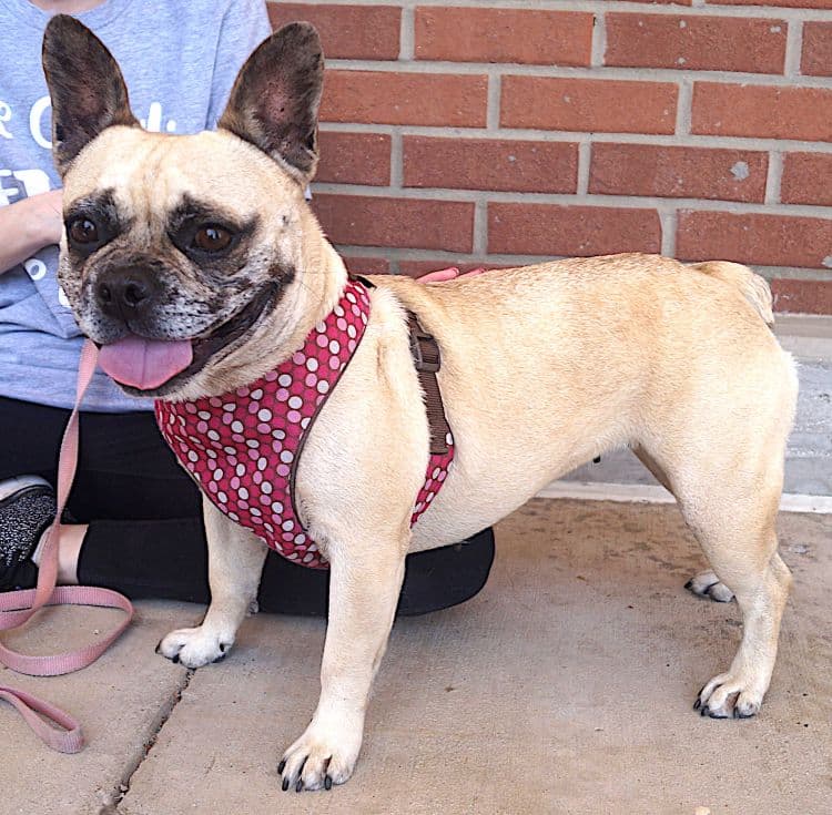 Francia - French Bulldog