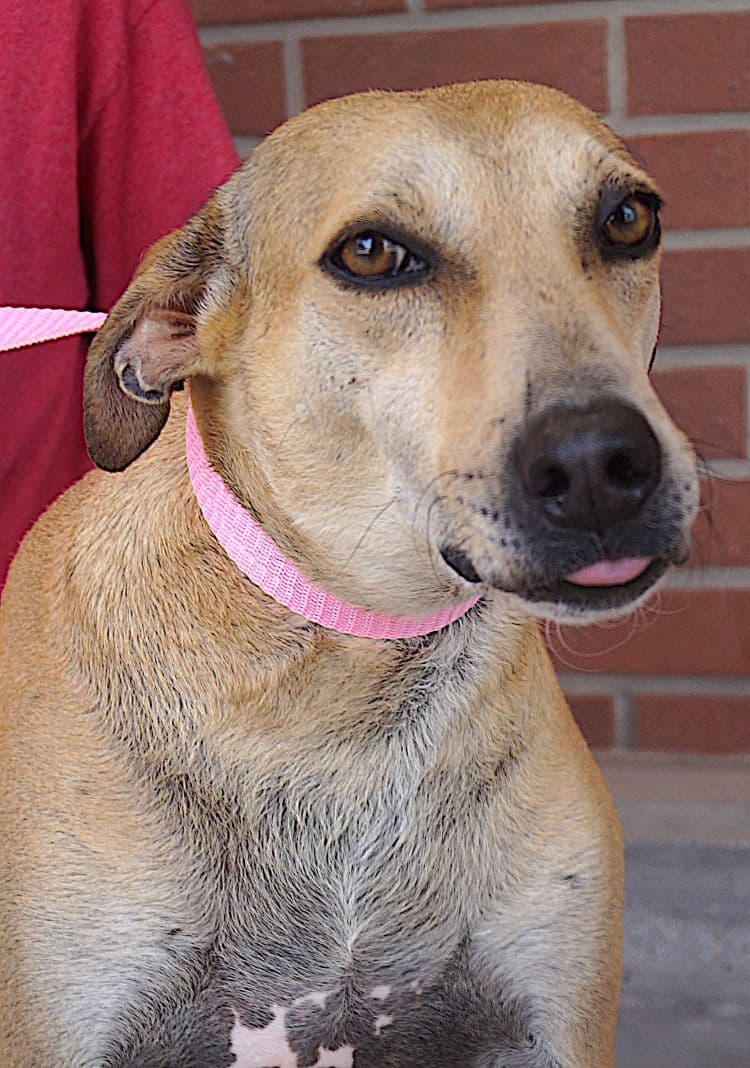 Pistache - Labrador Retriever