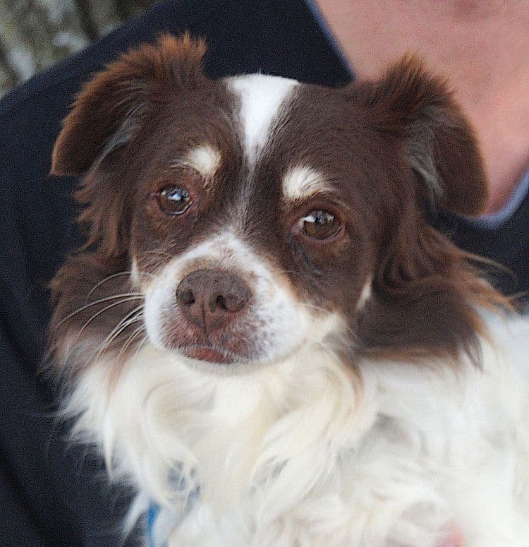 Nicky - Spaniel