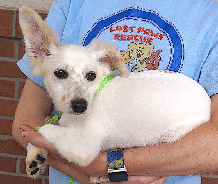 Frannie - Jack Russell Terrier