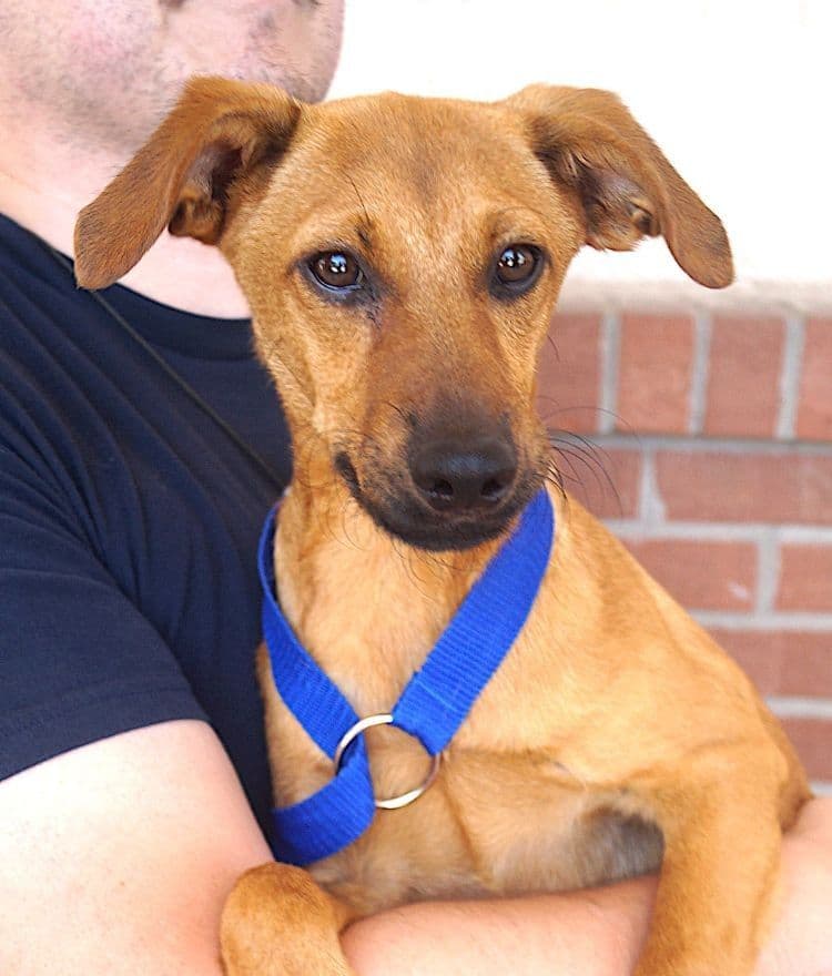 Erika - Dachshund