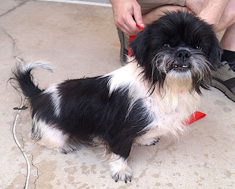Joseph - Shih Tzu