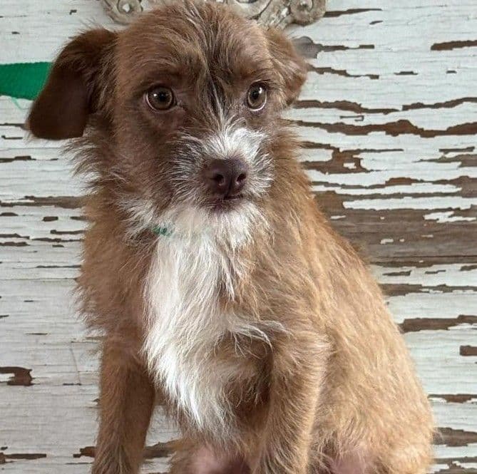 Red - Cairn Terrier