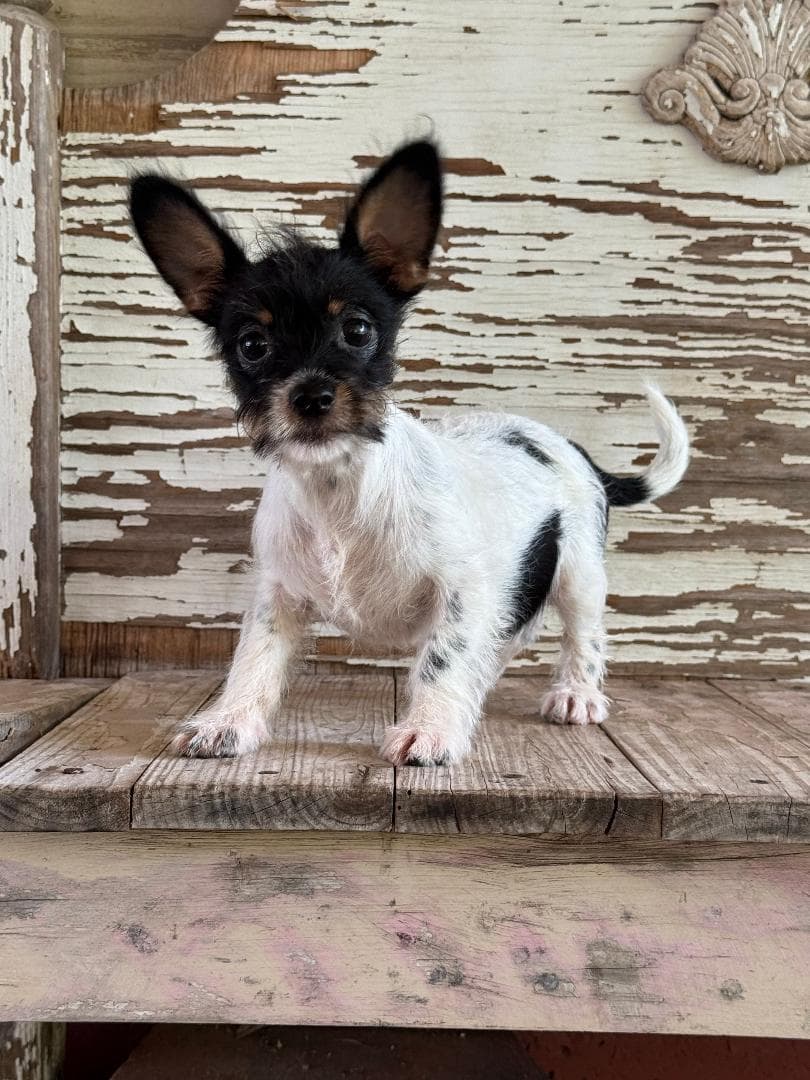 Clarice - Rat Terrier