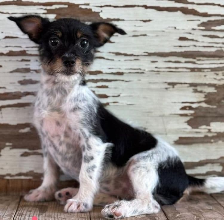 Carol - Rat Terrier