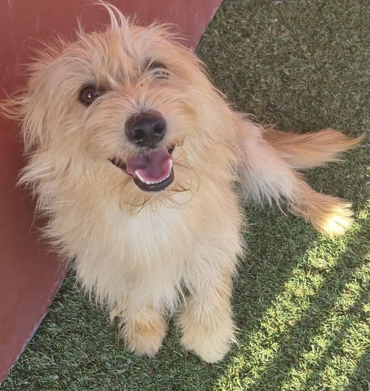 Alex - Cairn Terrier