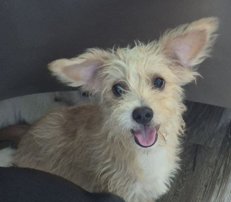 Alan - Cairn Terrier