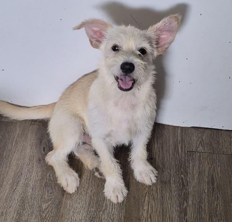 Abraham - Cairn Terrier