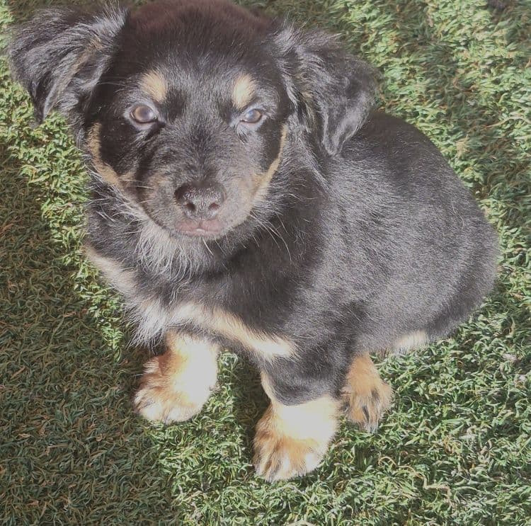 Petunia - Chihuahua