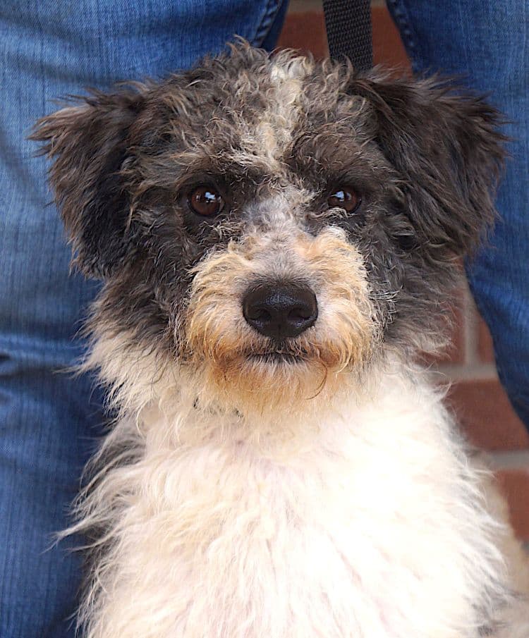 Banjo - Poodle (unknown type)