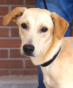 Buddy image 1