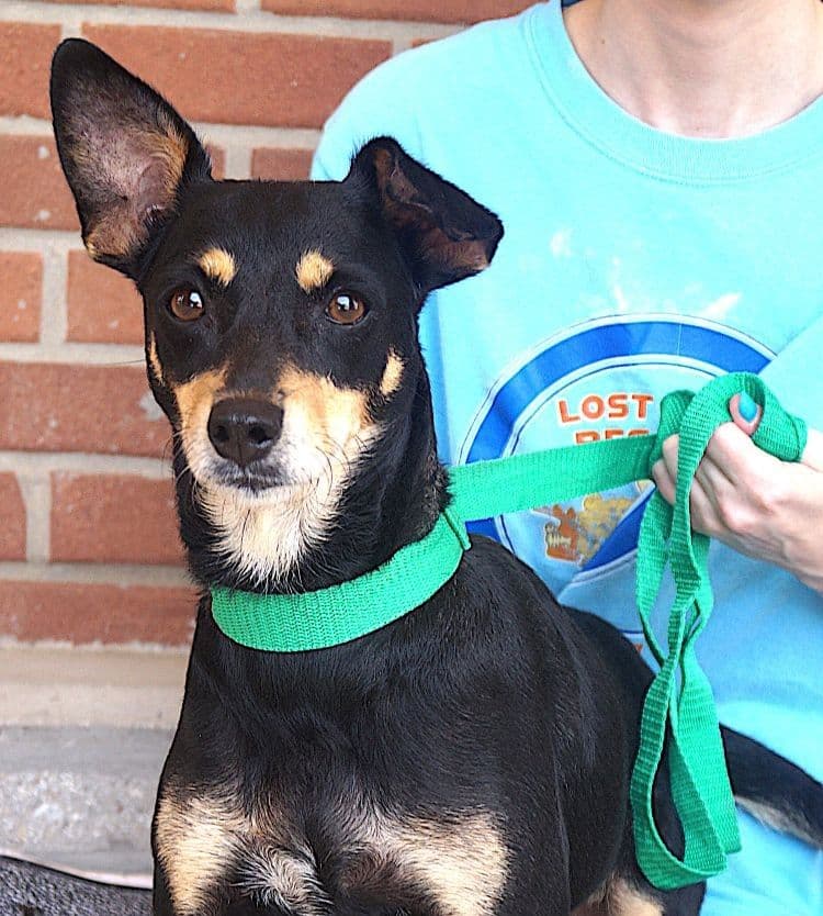 Onix - Miniature Pinscher