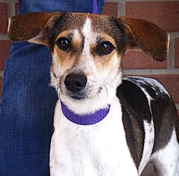 Manchitas image 1