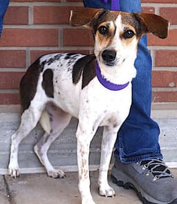 Manchitas image 2