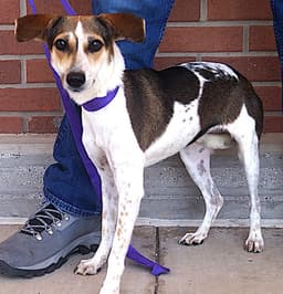 Manchitas image 3