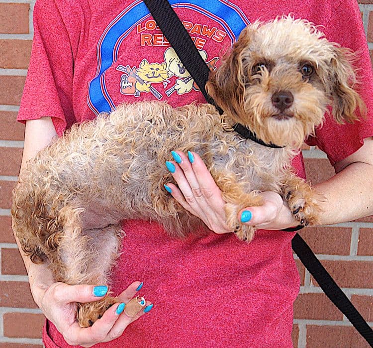 Fleecy - Poodle (Toy)