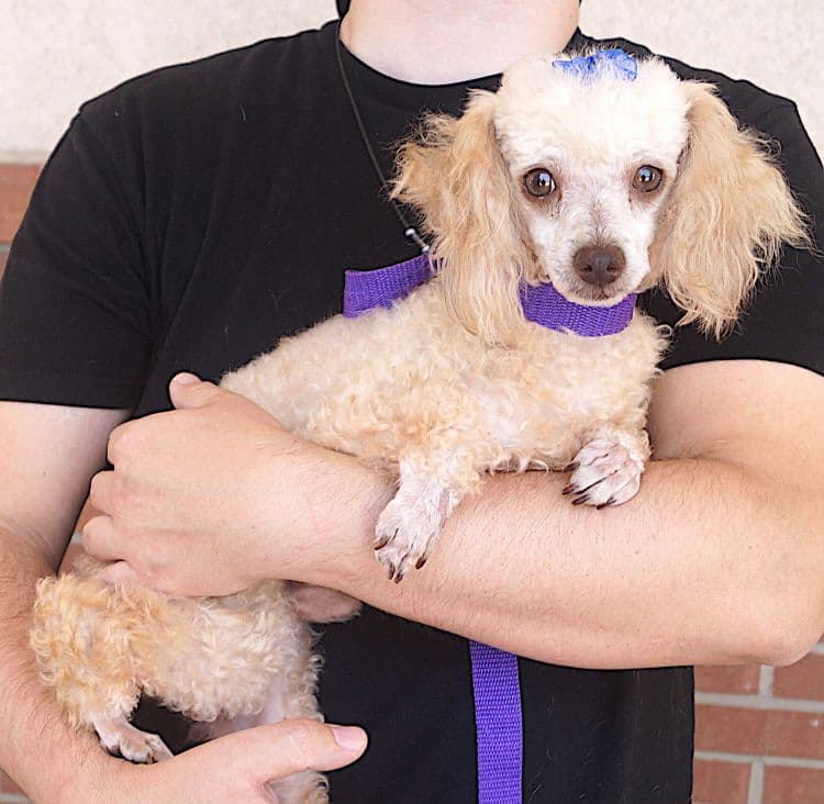 Napoleon - Poodle (Miniature)