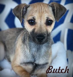 Butch image 1