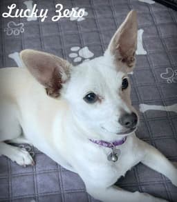 Lucky Zero image 1