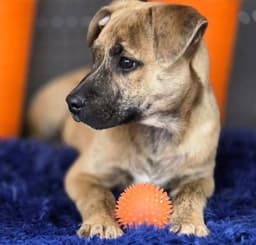 Tigger image 3
