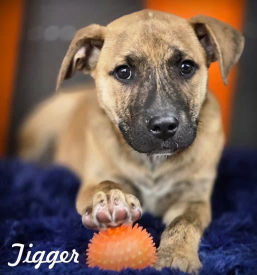 Tigger - American Staffordshire Terrier