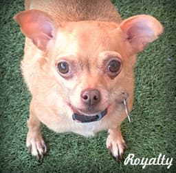 Royalty image 1