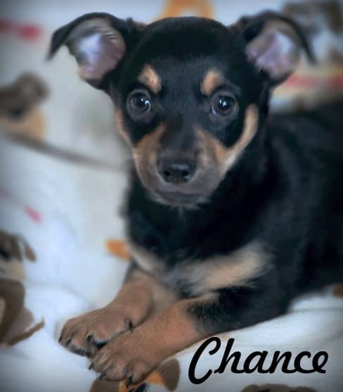 Chance - Miniature Schnauzer