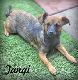 Tangi image 1