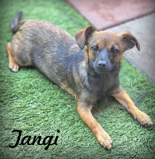 Tangi - Dachshund