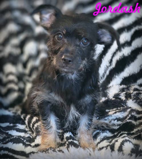 Jordash - Miniature Schnauzer