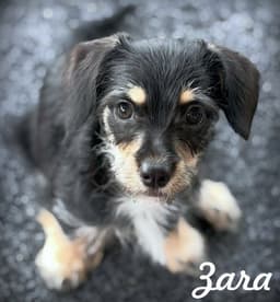 Zara image 1