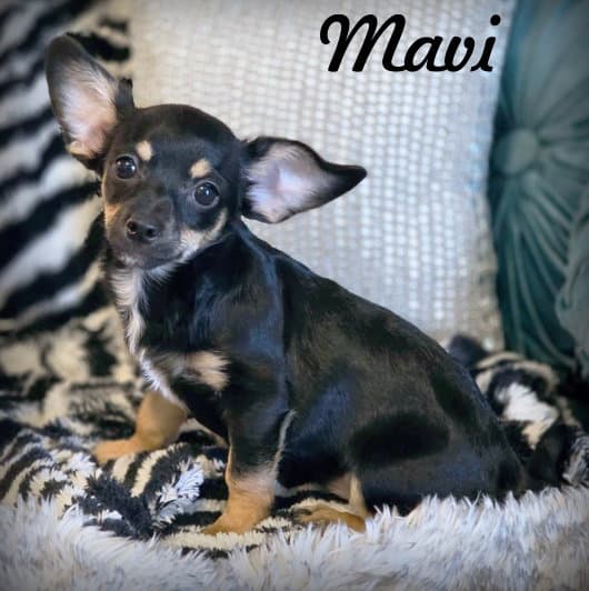 Mavi - Chihuahua