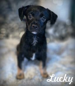 Lucky image 1
