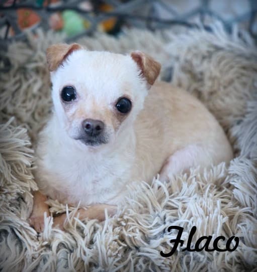 Flaco - Chihuahua