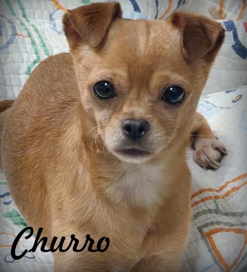Churro - Chihuahua