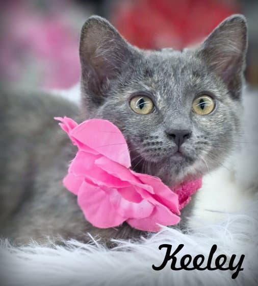 Keeley - Domestic Short Hair