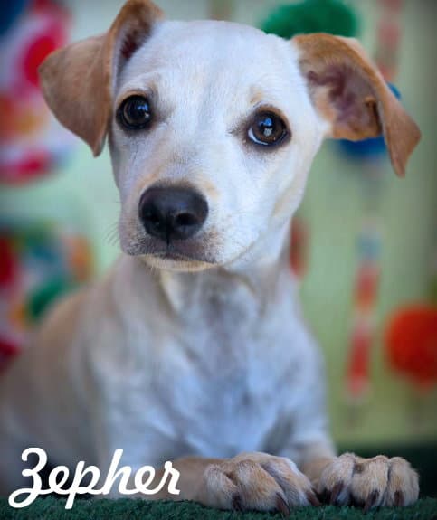 Zepher - Dachshund
