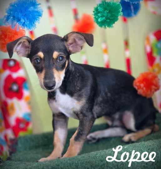 Lopee - Miniature Pinscher
