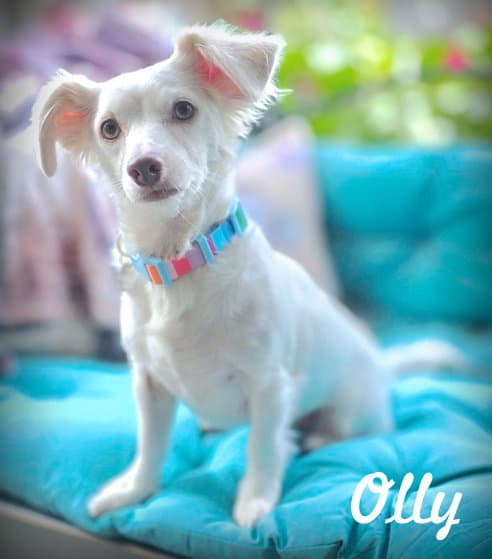 Olly - Dachshund